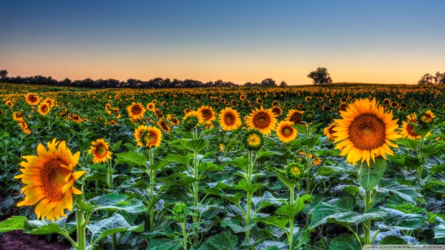 Sunflower-Sunset-HD-Images-Wallpaper1